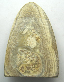 หลวงปู่ทวดพิมพ์ใหญ่ แกะจากหอยหินอายุนับล้านปี วัดเจดีย์หอย จ.ปทุมธานี (องค์ที่ 2)
